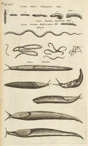 Tab XXIV, Slugs and Worms, Ilustração de 