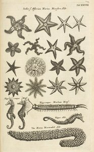 Tab XXVIII, Starfish and Seahorses, Ilustração de