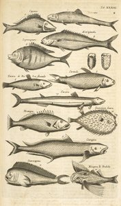 Separador. XXXIII, Spiny fish, Ilustração de 