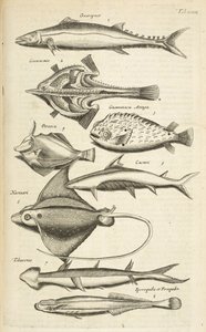 Tab XXXIX, Espécies de peixe, Ilustração de 