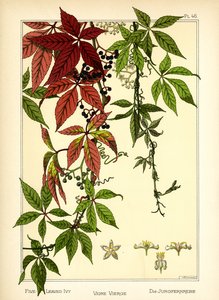 A Hera das Cinco Folhas (cor litho)