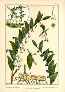 O Selo de Salomão (cor litho)