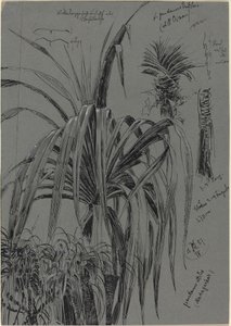 Estudos de Screwpines de Madagascar de Max Seliger