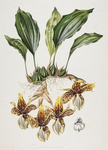 A orquídea do tigre de Stanhope, 1838