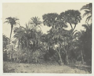 Data e Doum Palm Wood, Alto Egipto, 184951, impresso em 1852. de Maxime Du Camp
