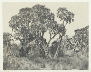 Doums palms, Alto Egito, 184951, impresso em 1852. de Maxime Du Camp