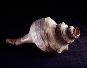 Arte pré-colombiana, civilização maia, período clássico: concha do mar usada como instrumento musical (trompete). de Uaxactun, Guatemala. Dim. 19,2x41,5 cm Guatemala, Museo Nazionale di Archeologia e Etnologia - Arte Pré-Colombiana, Civilização Maia, Perío de Mayan Mayan