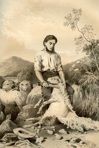 Tosquia de ovelhas, 1879
