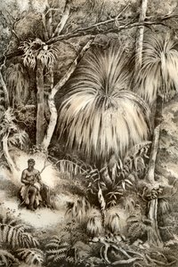 Cena florestal da Tasmânia, 1879