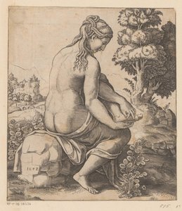 Vênus e a Rosa