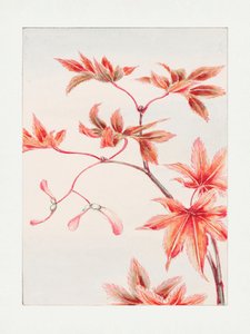 Ramo de um bordo Momiji com folhas e sementes, entre 1870 e 1880 de Megata Morikaga