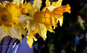 LINHA de flores