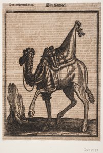 Um dromedário selado, perfil para a esquerda, com a cabeça do animal virada para longe do dono de Melchior Lorck