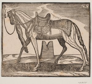 Cavalo selado elegante, amarrado por linha de enquadramento v., perfil a v.; sob a barriga do cavalo você pode ver um arruinado