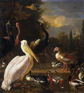 Um pelicano e outras aves perto de uma piscina, conhecida como "A pena flutuante de Melchior d