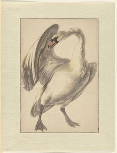 Cisne branco doméstico