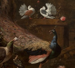 Detalhe do Menagerie, c.1680 de Melchior de Hondecoeter