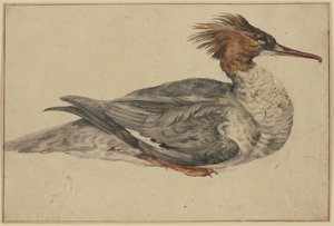 Pato deitado com crista castanha, bico e patas vermelhos de Melchior de Hondecoeter