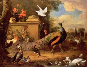 Pavões e outras aves por um lago