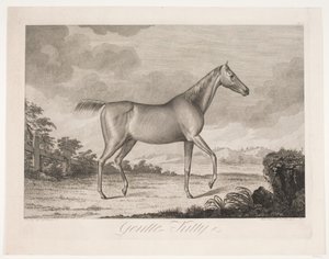 O cavalo "Gentle Kitty" de Meno Haas