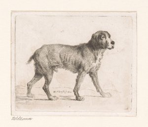 Cão de Michał Płoński