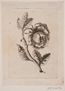 Uma rosa