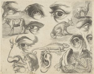 Folha de estudo com exemplos de desenho: olhos, cabeças e animais
Exemplos de desenho (título da série)