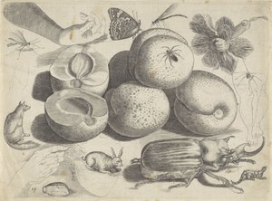 Folha de estudo com exemplos de desenhos: frutas, animais, insetos e mãos Exemplos de desenho (título da série)