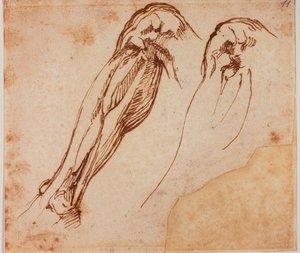 Estudos de duas pernas de Michelangelo Buonarroti