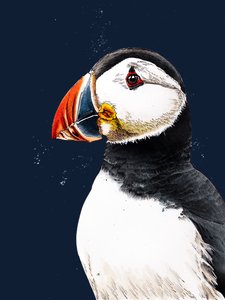 Clive The Puffin em Midnight Blue, 2020 de Mike Davis