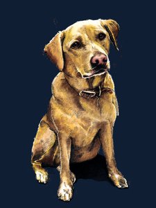 Daisy The Labrador no Midnight Blue, 2020 de Mike Davis