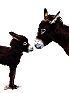 Burro mãe e bebê em branco, 2020