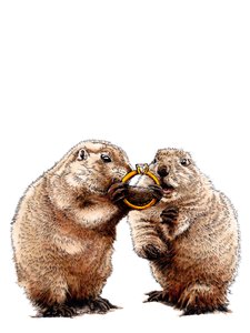 Engaged Prairie Dogs on White, 2020 de Mike Davis