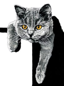 Flora The Kitten on White, 2019 de Mike Davis