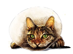Fique Bem Gato em Branco, 2020