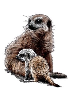 Novos Baby Meerkats no White, 2020 de Mike Davis