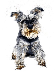 Ollie The Schnauzer sobre Branco, 2019 de Mike Davis