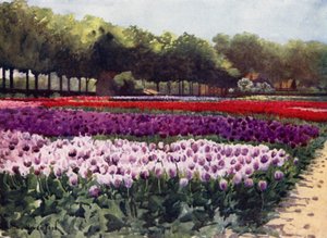 Darwin Tulipas (cor litho)