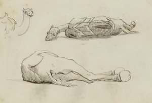 (Camel Studies) de Miner Kilbourne Kellogg