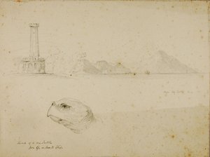 Cabeça de tartaruga marinha de Miner Kilbourne Kellogg