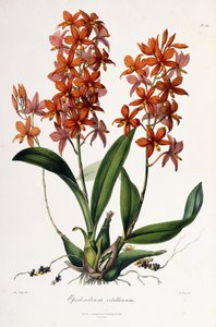 Gema de ovo Cattleya c.1837-41 de Miss Drake