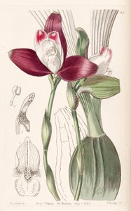 Lycaste macrophylla (como sin. Lycaste plana) de Miss Drake