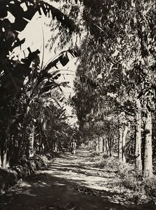 Construir um império na era fascista: um pomar em Cheren, 09/05/1936 (foto a p/b) de Modestino Baldinetti