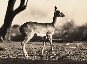 Construir um império na era fascista: uma cabra de Setit, 09/05/1936 (foto a p/b) de Modestino Baldinetti