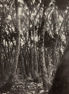 Construindo um Império na era fascista: um bosque de palmeiras, 09/05/1936 (foto a p/b) de Modestino Baldinetti