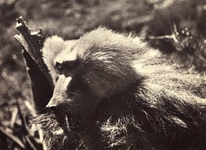 Construir um império na era fascista: um macaco, 09/05/1936 (foto a p/b) de Modestino Baldinetti