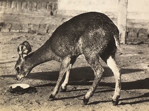 Construir um império na era fascista: um antílope, 09/05/1936 (foto a p/b) de Modestino Baldinetti