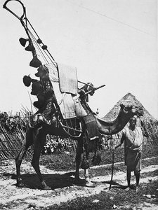 Construir um Império na Era Fascista: camelo com elegância para uma cerimônia de casamento, 09/05/1936 (foto a p/b) de Modestino Baldinetti