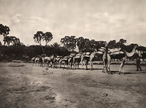 Construir um império na era fascista: caravana de camelos, 09/05/1936 (foto a p/b) de Modestino Baldinetti