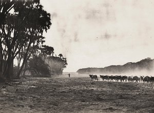 Construindo um Império na era fascista: gado pastoreado em direção ao rio Gasc, 09/05/1936 (foto a p/b) de Modestino Baldinetti